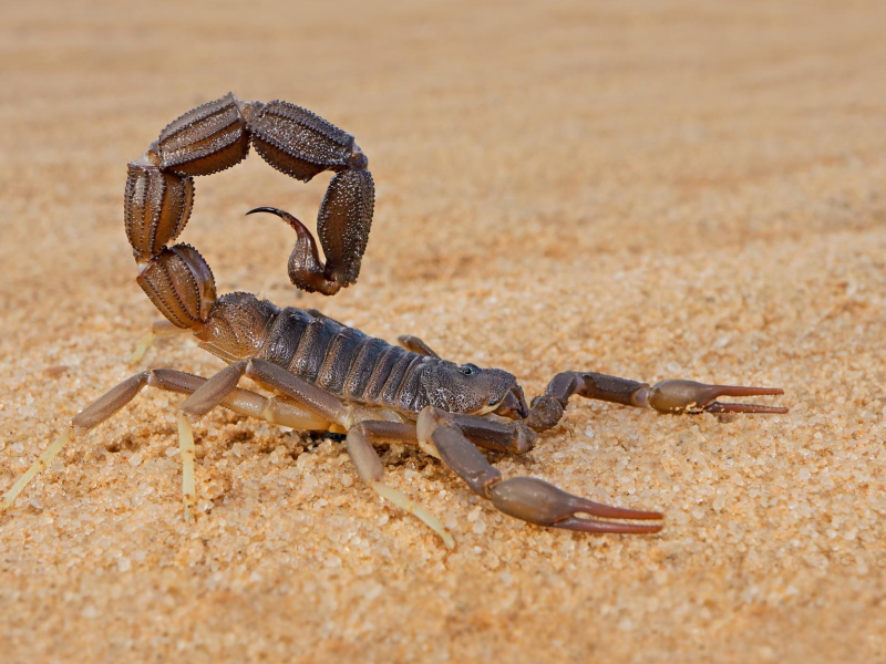 Cómo prevenir picaduras o mordeduras de animales ponzoñosos en Córdoba