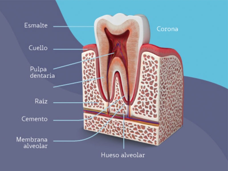 Conservación dental ¿para qué el cemento?